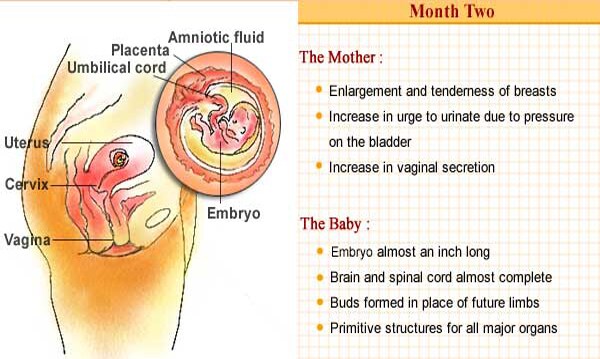 The embryo begins to grow in length. By the end of the second month, it is almost an inch long. The expectant mother may feel an increased urge to urinate because of increased pressure from the uterus due to the growing fetus.