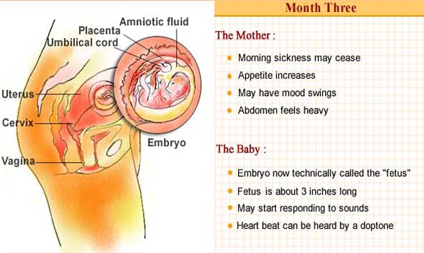 The embryo in the third month is technically called the fetus. The fetus is now longer and the external features begin to be distinguished. The babys heart beat can be heard by an instrument called a doppler.