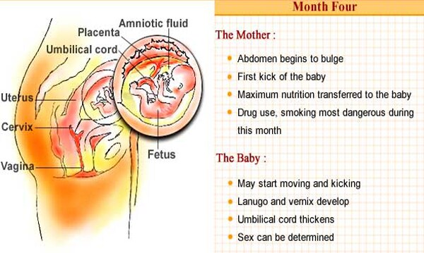 The mother may feel the baby's first kick during the fourth month. The baby continues to grow and needs more nutrition. The baby is about 7 inches long and has fine hair on her body called 'lanugo'. The mother may feel the baby's first kick during the fourth month. The baby continues to grow and needs more nutrition. The baby is about 7 inches long and has fine hair on her body called 'lanugo'.