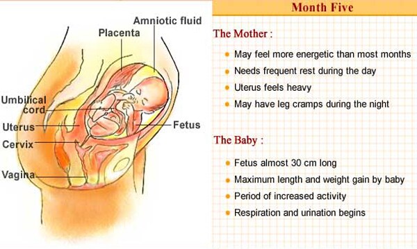 This is a month of rapid growth for the baby. The baby gains maximum length and weight in this month. By the end of the month, she is approximately 30 cm long and weighs almost 400 gm.