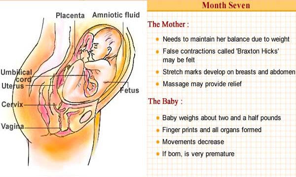 The baby weighs about two and a half pounds in the beginning of this month and is viable to be born, though still very premature. Finger prints are set and all organs are more or less fully formed. Fingernails form to cover the finger tips.