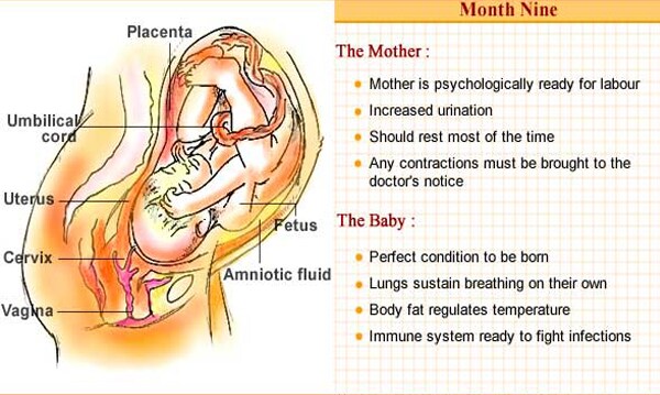 The baby is in a perfect condition to be born. The lungs are able to sustain breathing on their own. The mother is also psychologically ready to go into labour.