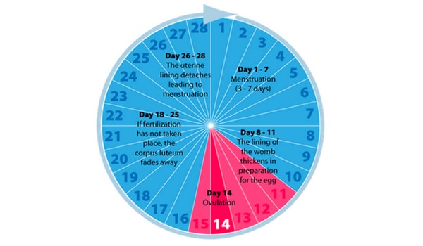 A woman is most fertile during mid cycle. Ovulation generally occurs 14 days before the start of the next period. To successfully conceive, it is best to have intercourse in the fertile window of opportunity starting at about 2-3 days before ovulation.