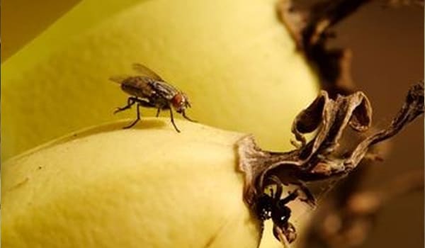 Flies and cockroaches can spread the disease and must be dealt with effectively.