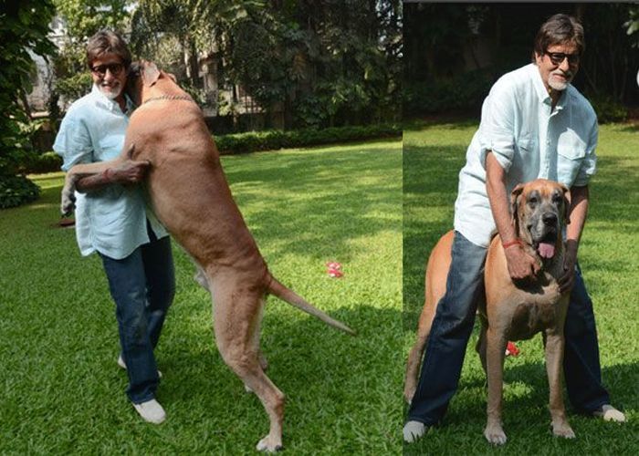 <b>Amitabh Bachchan</b> - His pet Shanouk, who when on his hind, wass even bigger than Big B himself. Here, Shanouk was spotted expressing his desire for a close cheek to cheek waltz with his master. Sadly, Shanouk died on June 6th after a brief illness. Bachchan, 70, loved to spend time with his Piranha Dane, one of the world's tallest dog breeds. Shanouk, as Big B recently explained on his blog, means a gentle warm breeze on a cold morning and was named by the actor's son Abhishek. "'The gentle warm breeze on a cold morning'... Just stopped. Shanouk my pet Piraana Dane passed away a short while ago...," posted Bachchan on his blog.<br><br>

<b>Image via Amitabh Bachchan Twitter</b>