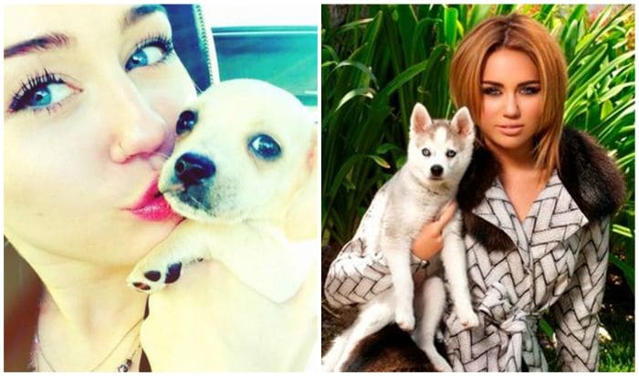 <b>Miley Cyrus</b> - The fierce animal lover has gone to the extent of bringing her six dogs into her prenup, which says that she can keep the entire pack if things go sour with her fianc� Liam Hemsworth. Miley's pack includes a Bull Dog and even a striking Siberian Husky.<br><br>

<b>Images via Miley Curus Facebook</b>