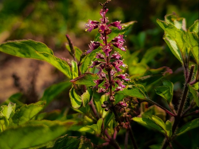 सर्दियों में तुलसी के पौधे की देखभाल कैसे करें