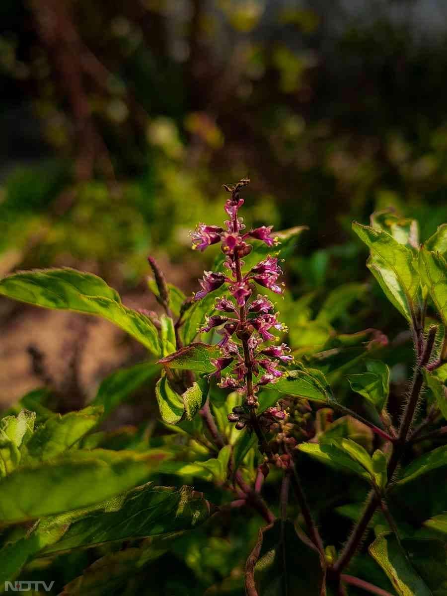 सर्दी होने पर नमी और तापमान दोनों बदल जाते हैं. जिससे पौधा सूखने लगता है. Pic Credit- Pexels