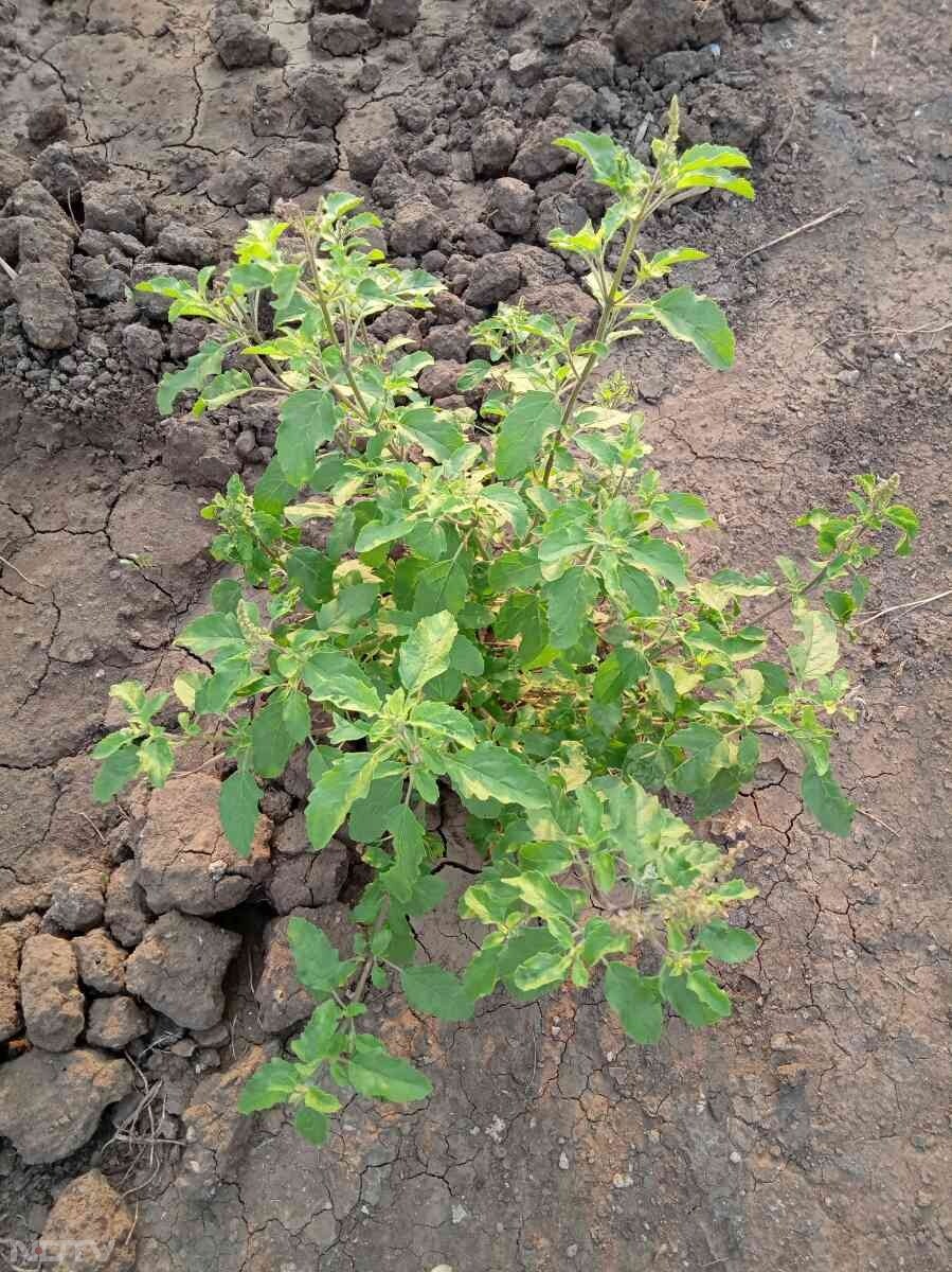 सर्दियों के मौसम में तुलसी को धूप वाली जगह पर रखें. Pic Credit- Pexels