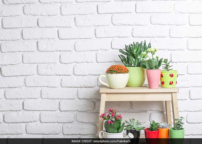 कमरे में इंडोर गार्डेन करें तैयार, फिर घर में भी आएगी 'बागों की बहार'...  कमरे में इंडोर गार्डेन करें तैयार, फिर घर में भी आएगी 'बागों की बहार'...