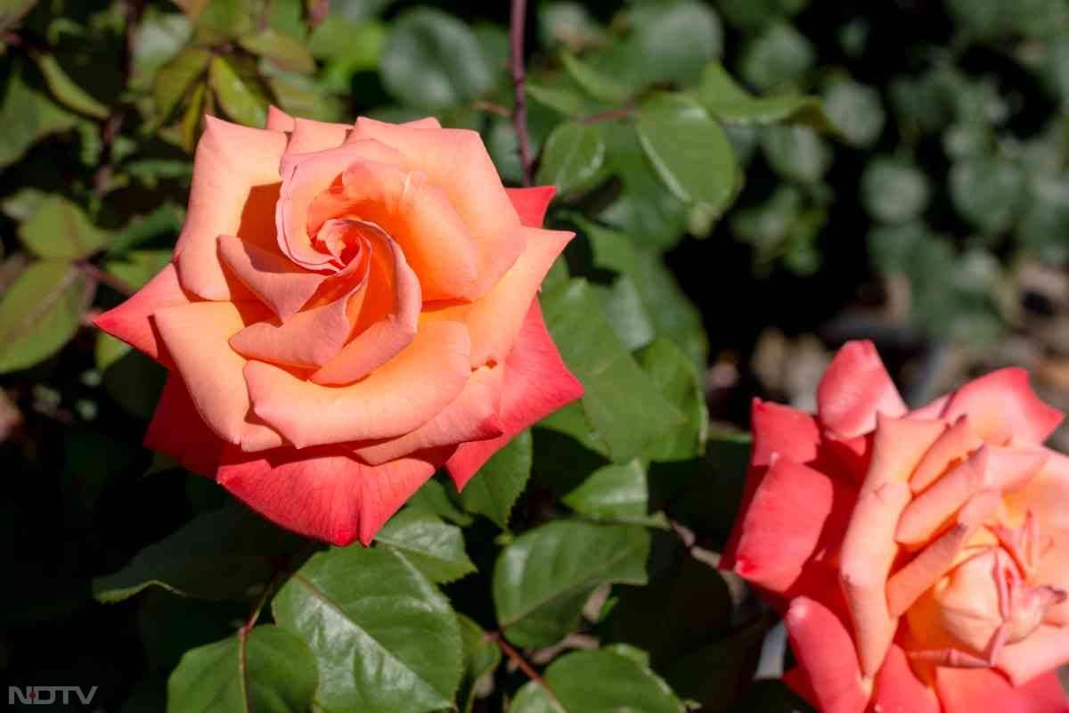 खाद से अलग गुलाब के पौधे को हमेशा धूप वाली जगह पर रखें और हफ्ते में 2-3 बार पानी दें. लेकिन ध्यान रखें कि मिट्टी में ज्यादा पानी जमा न हो. सूखे और पीले पत्तों को नियमित रूप से काटते रहें.