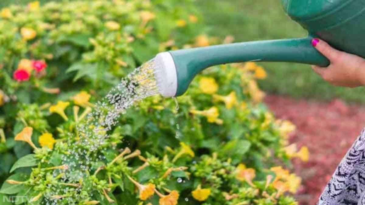 सबसे पहले 100 ग्राम सरसों की खली लें और इसे एक लीटर पानी में दो दिन तक भिगोकर रख दें. दो दिन बाद यह एक तरह का तरल खाद (Liquid fertilizer) बन जाएगा. तब, इस घोल को छान लें और हर गुलाब के पौधे में 1 कप (लगभग 100 मि.ली.) डालें.
