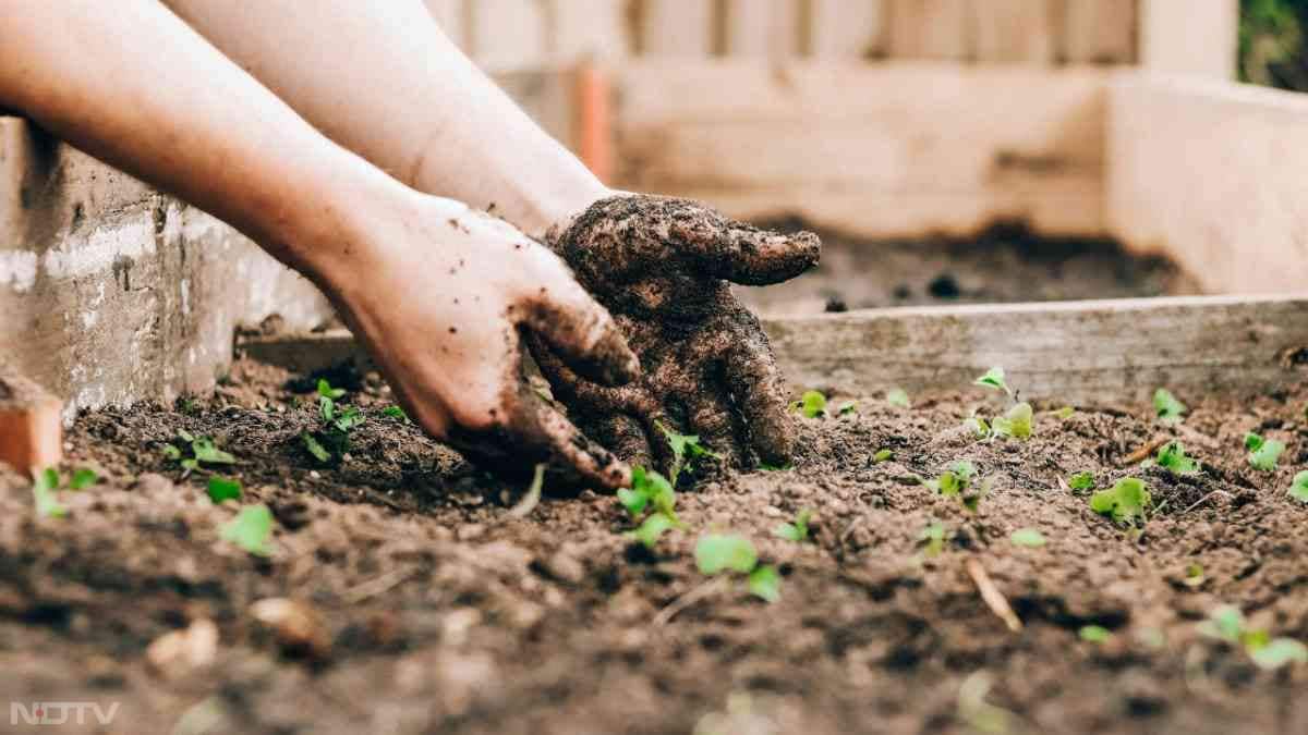 गुलाब के पौधे के लिए सरसों की खली एक बेहतरीन जैविक खाद (Organic Fertilizer) मानी जाती है. इसमें नाइट्रोजन, फॉस्फोरस और पोटैशियम जैसे तत्व होते हैं, जो पौधे की जड़ों को मजबूत बनाते हैं और पौधे पर नए कली आने में मदद करते हैं.