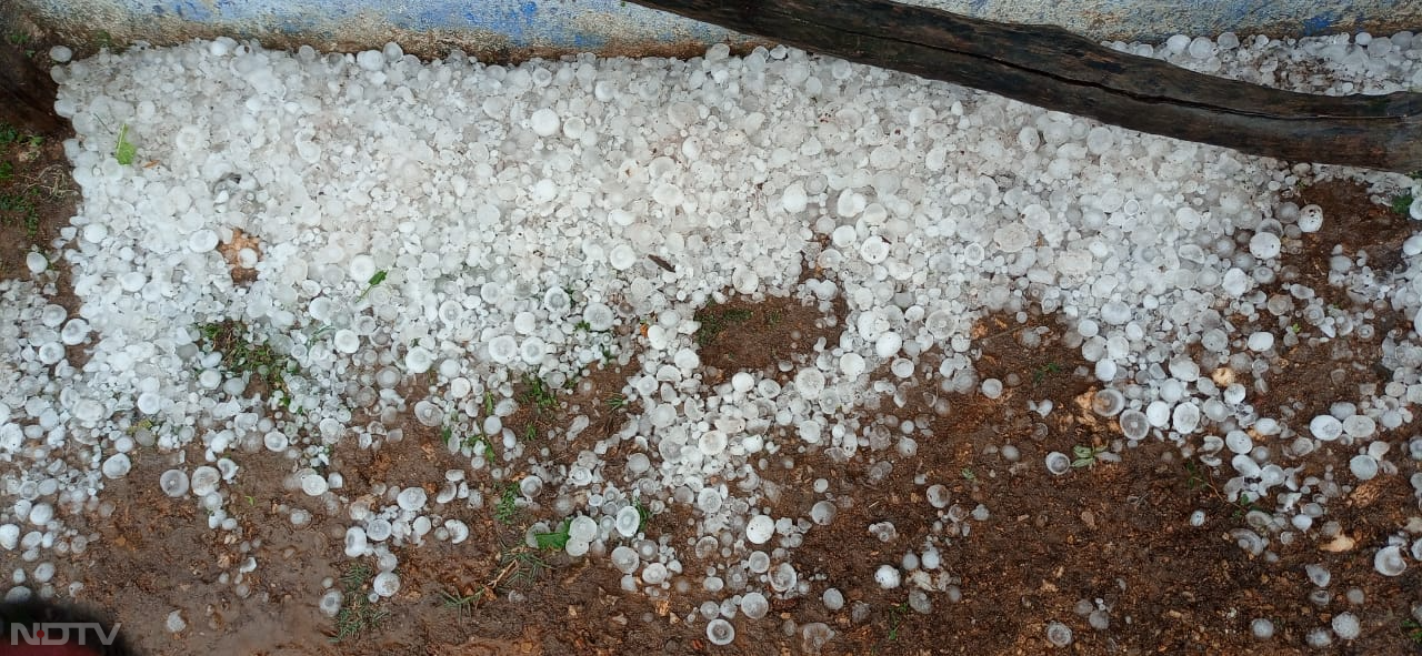 Hailstorm: MP-छत्तीसगढ़ में ओलावृष्टि... खेत में लगे फसलों को हुआ भारी नुकसान- देखें तस्वीरें