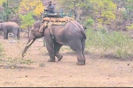 शहडोल इलाके में आतंक मचा रहे हाथी का वन विभाग ने किया रेस्क्यू,  देखें तस्वीरें