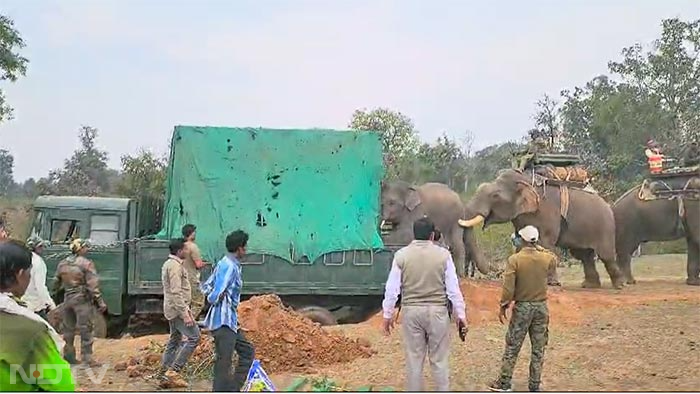 शहडोल इलाके में आतंक मचा रहे हाथी का वन विभाग ने किया रेस्क्यू,  देखें तस्वीरें