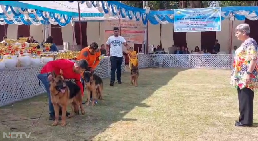 National Dog Show 2024: जबलपुर में राष्ट्रीय डॉग शो...अमेरिका-बैंकॉक से आये क्यूट डॉग्स, उमड़ी भीड़