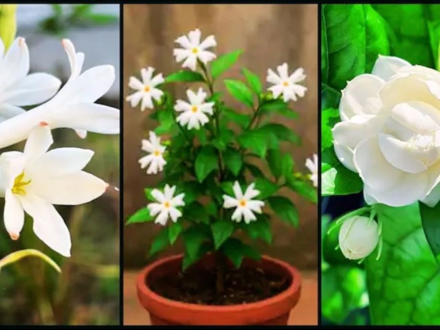 आपके घर को खुशबू से महका देंगें ये 5 फूलों वाले पौधे