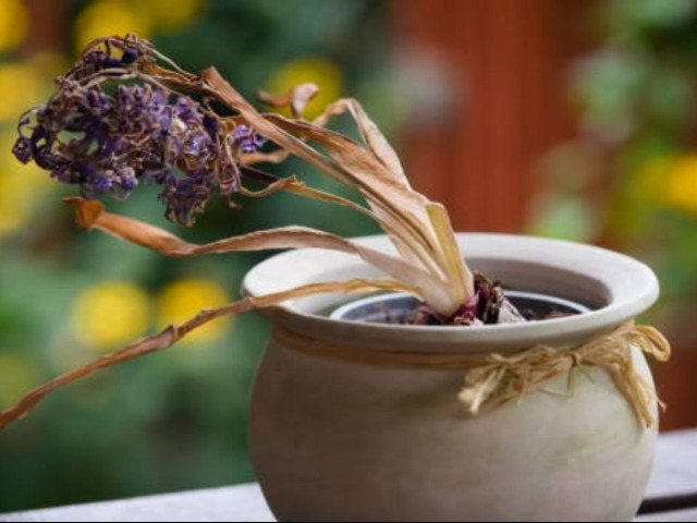 पौधों पर फूल आना रोक देती हैं ये 5 गलतियां, Gardening Expert ने बताया क्या न करें