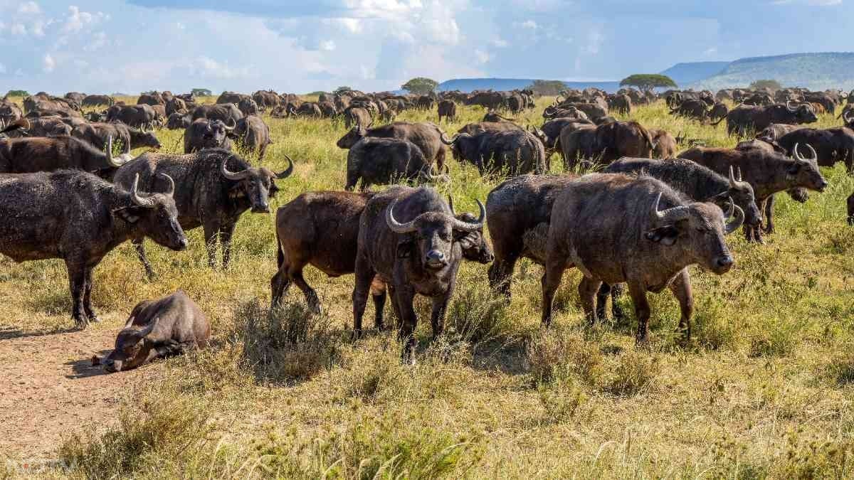 मासाई मारा नेशनल रिजर्व, केन्या: यह ग्रेट माइग्रेशन के लिए मशहूर अफ्रीका का फेमस वाइल्डलाइफ सैंक्चुअरी है.