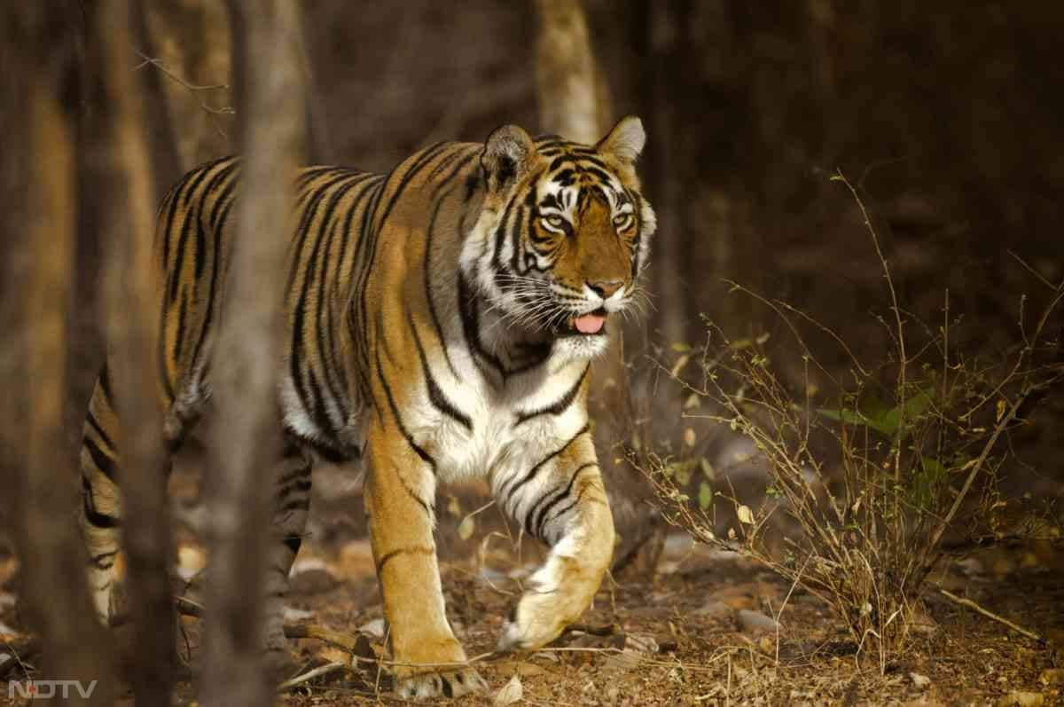 रणथंभौर  नेशनल पार्क, भारत: यह राजस्थान में स्थित एक टाइगर रिजर्व है, जहां आपको बंगाल टाइगर देखने को मिलेगा.