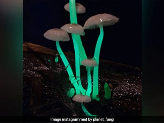 A group of scientists from India and China have discovered a new species of glowing mushrooms in Meghalaya. This phenomenon of a living organism producing or emitting light of its own is known as 'bioluminescence'. The new variety of mushrooms was found in the East Khasi hills in Meghalaya after local residents cited instances of 'electric mushrooms' being spotted in the area.