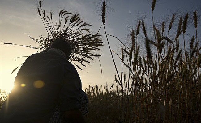 A farmer harvests wheat crop in a field on the outskirts of Faridabad.