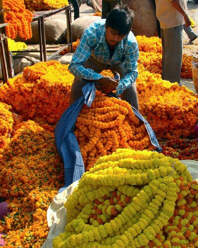 <b>A colourful delight</b>: A vendor arranges garlands ahead of Diwali at his shop in Ahmedabad. <I>(AP)</I>