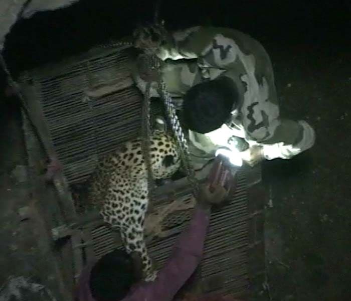 Leopard rescued after 40 hours