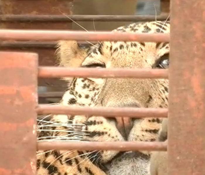 Leopard rescued after 40 hours