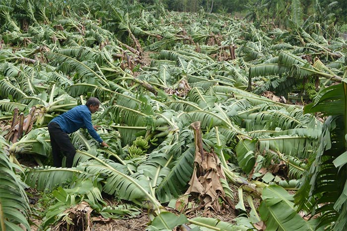 A farmer inspects damage caused to his banana plants due to strong winds and rainfall owing to Cyclone Tauktae, in Maharashtra