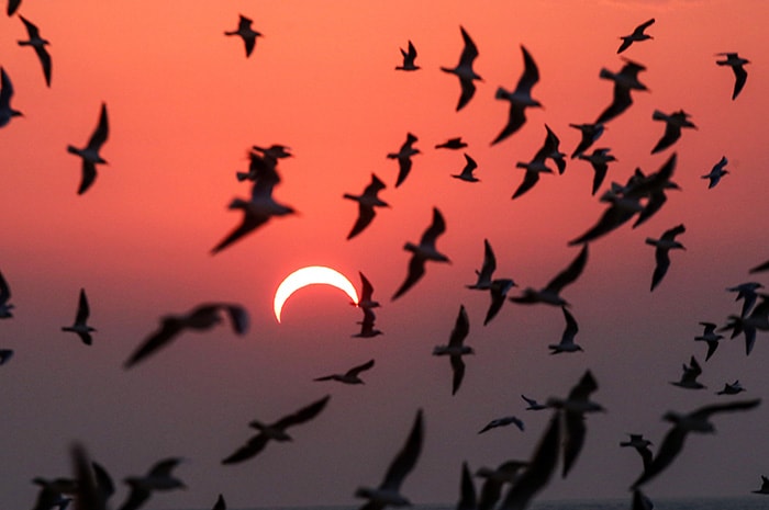In Pics: Solar Eclipse, A Celestial Spectacle, As Seen From Asia