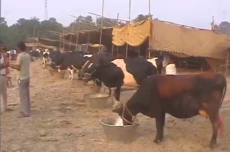 Trading of a large number of camels, horses, goats, dogs, cats and different species of birds also takes place in this Mela.