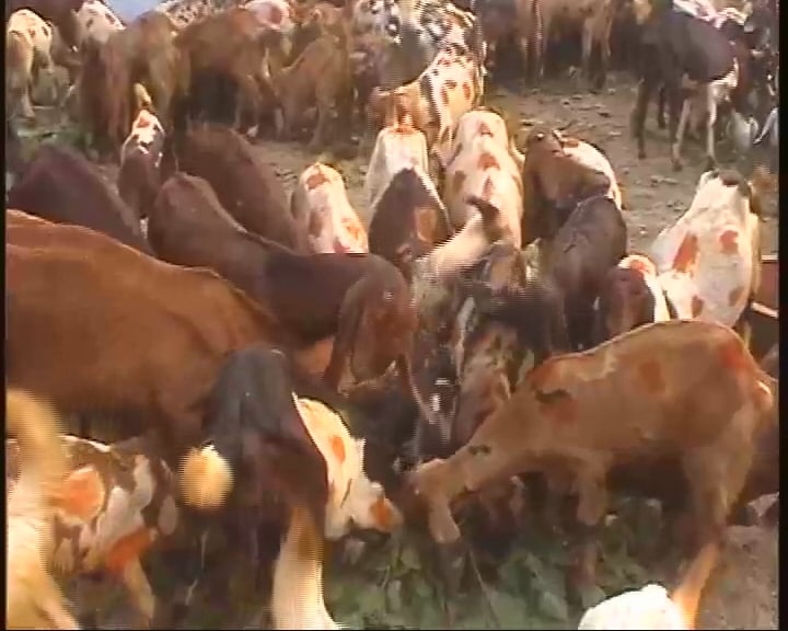 Cattle from Rajasthan, Haryana, Uttar Pradesh and other states have already arrived to be part of the fair.