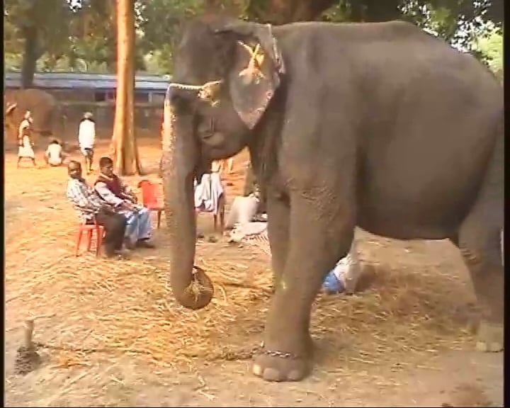 The sale of elephants is the main attraction at the fair.