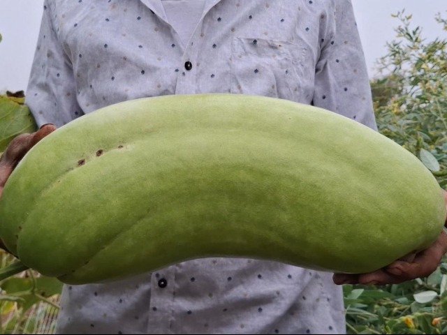 शेतकऱ्याने पिकवला तब्बल 4 किलोचा वजनाचा दुधी भोपळा