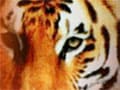 Photo : NDTV-Aircel Save our Tigers Campaign