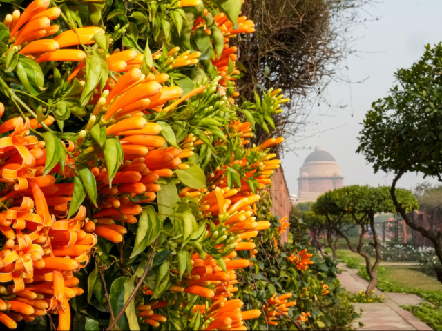 देखिए राष्ट्रपति भवन के अमृत उद्यान में खिले हैं क्या प्यारे फूल, जानें कब से खुलेगा