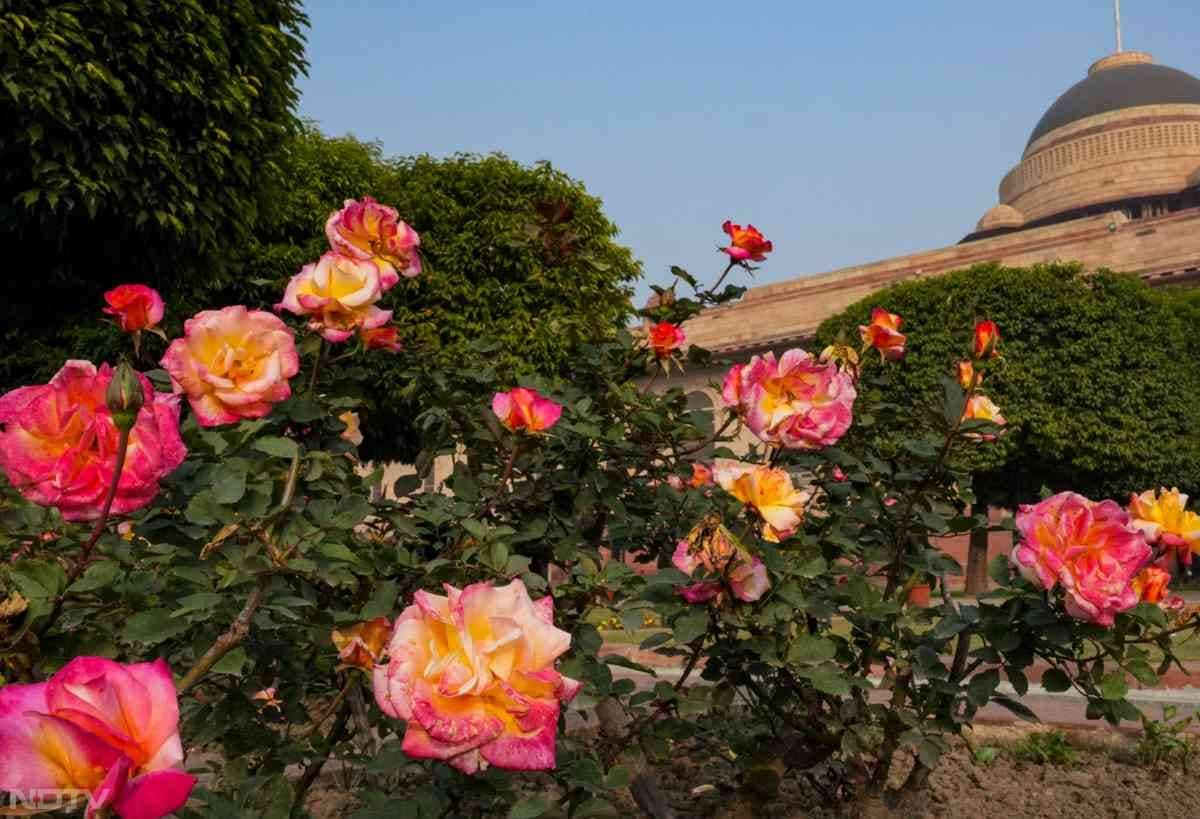 3 फरवरी से लोग सप्ताह में छह दिन सुबह 10 बजे से शाम 6 बजे तक (अंतिम प्रवेश 5 बजे से 5:15 बजे के बीच) उद्यान घूमने जा सकते हैं.