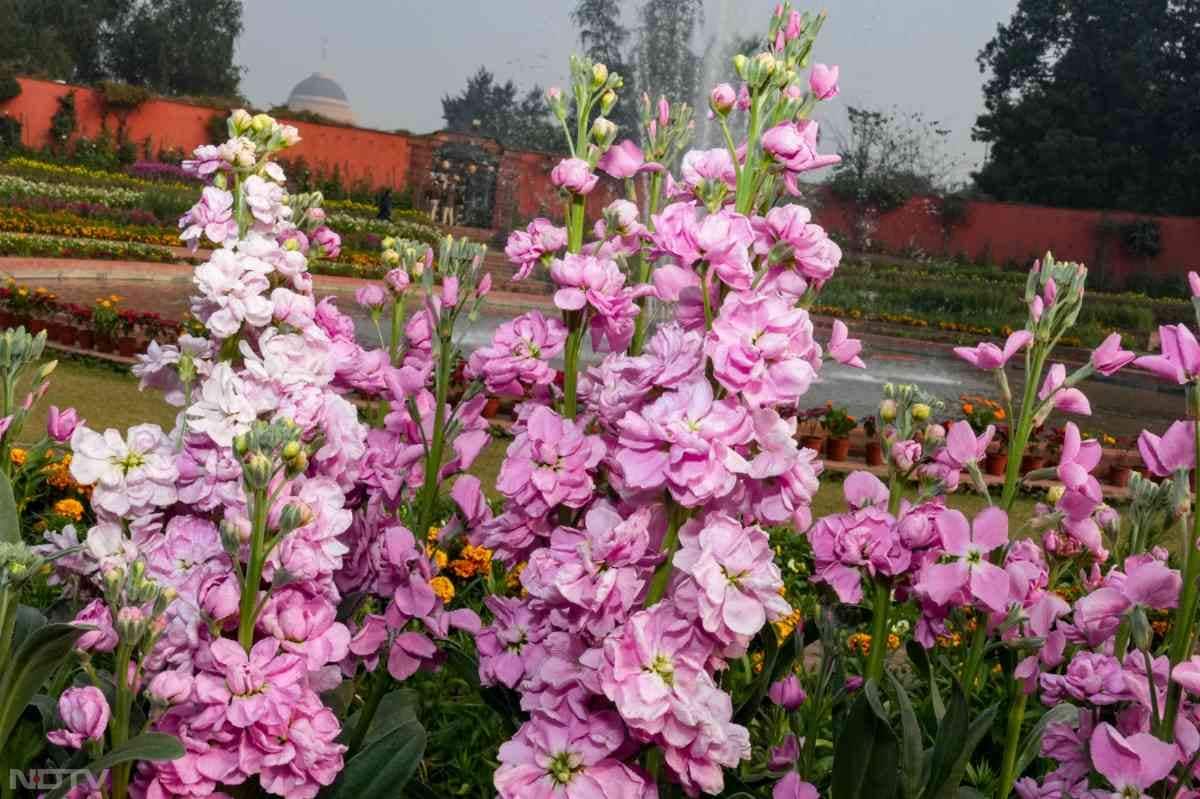 हालांकि, हर सोमवार उद्यान बंद रहेगा क्योंकि इस दिन रखरखाव का कार्य किया जाता है. वहीं होली के दिन भी उद्यान बंद रहेगा.