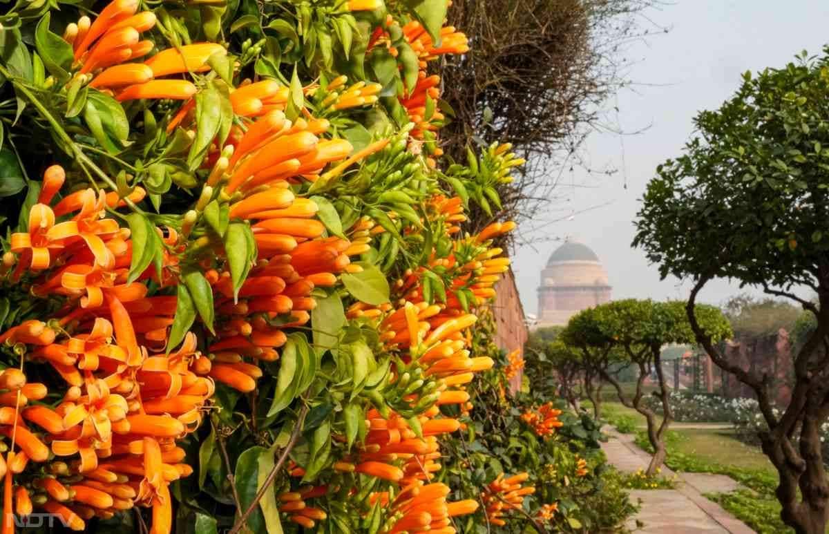 इस बार भी राष्ट्रपति में बेहद प्यारे फूल खिले हैं, जिन्हें देख हर कोई खुश हो जाएगा. इसलिए लोगों को उद्यान के खुलने का इंतजार है.