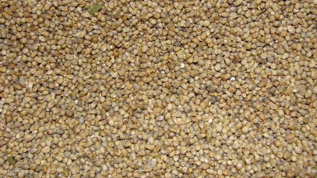 सबसे पहले बाजरे को धोकर कुछ घंटों तक भिगो दें.