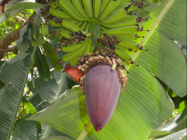 केले के फूल खाने के फायदे