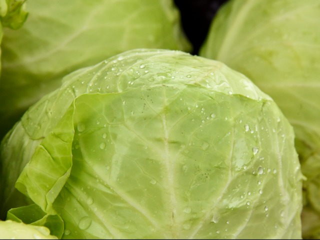 बंदगोभी खाने के फायदे