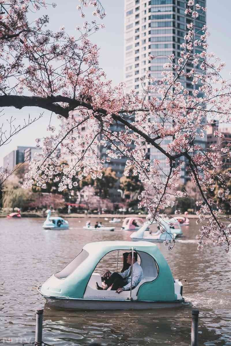 उएनो पार्क (Ueno Park): चेरी ब्लॉसम सीज़न में यह पार्क गुलाबी फूलों से ढक जाता है. परिवारों और फोटोग्राफरों के लिए यह एक स्वर्ग समान जगह है.