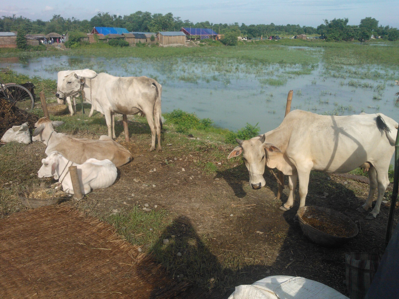 Thousands Evacuated in Bihar Amid Flood Alert; Situation Under Control