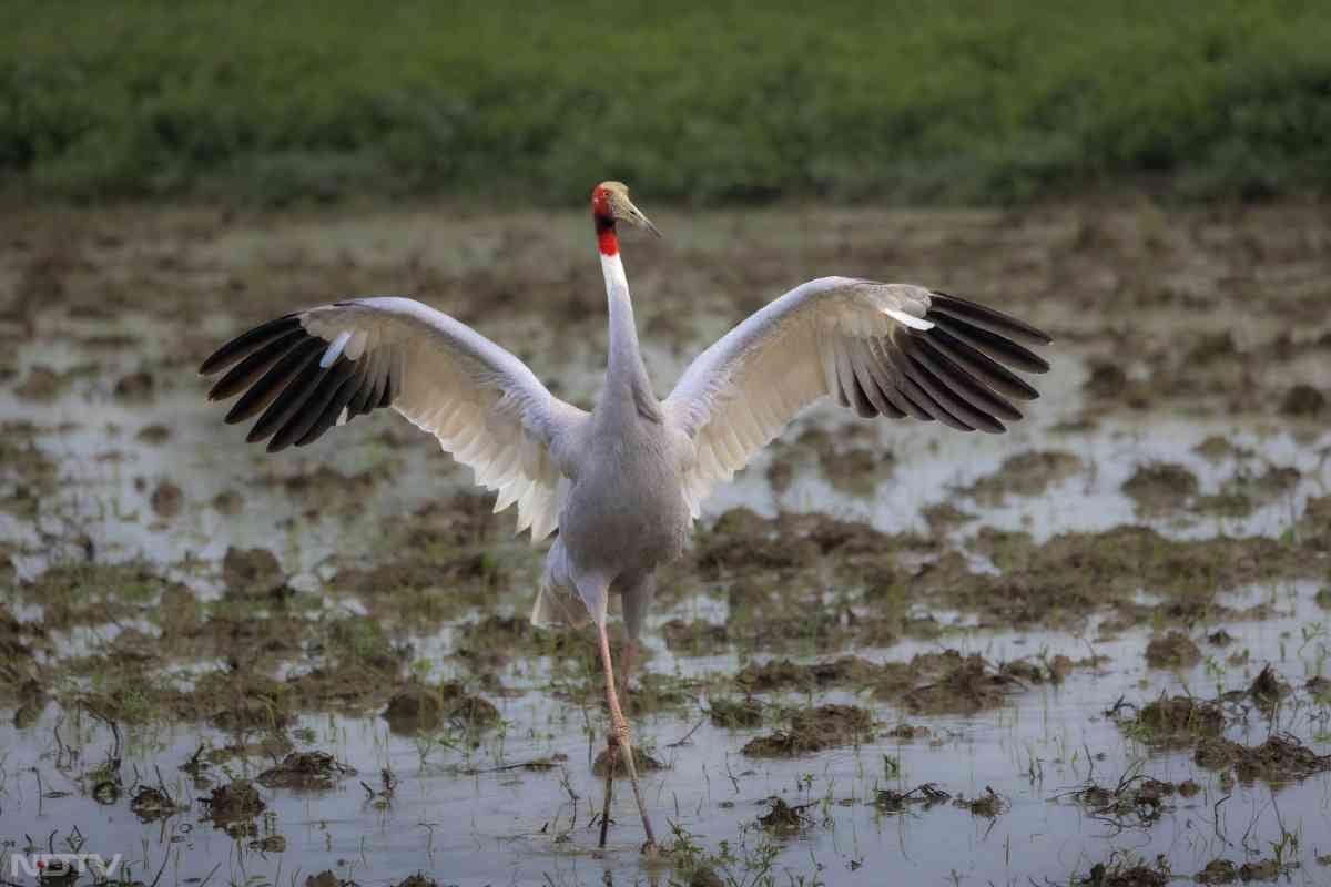 सारस क्रेन भारत का सबसे ऊँचा उड़ने वाला पक्षी है, जो अक्सर दलदली इलाकों में दिखता है.