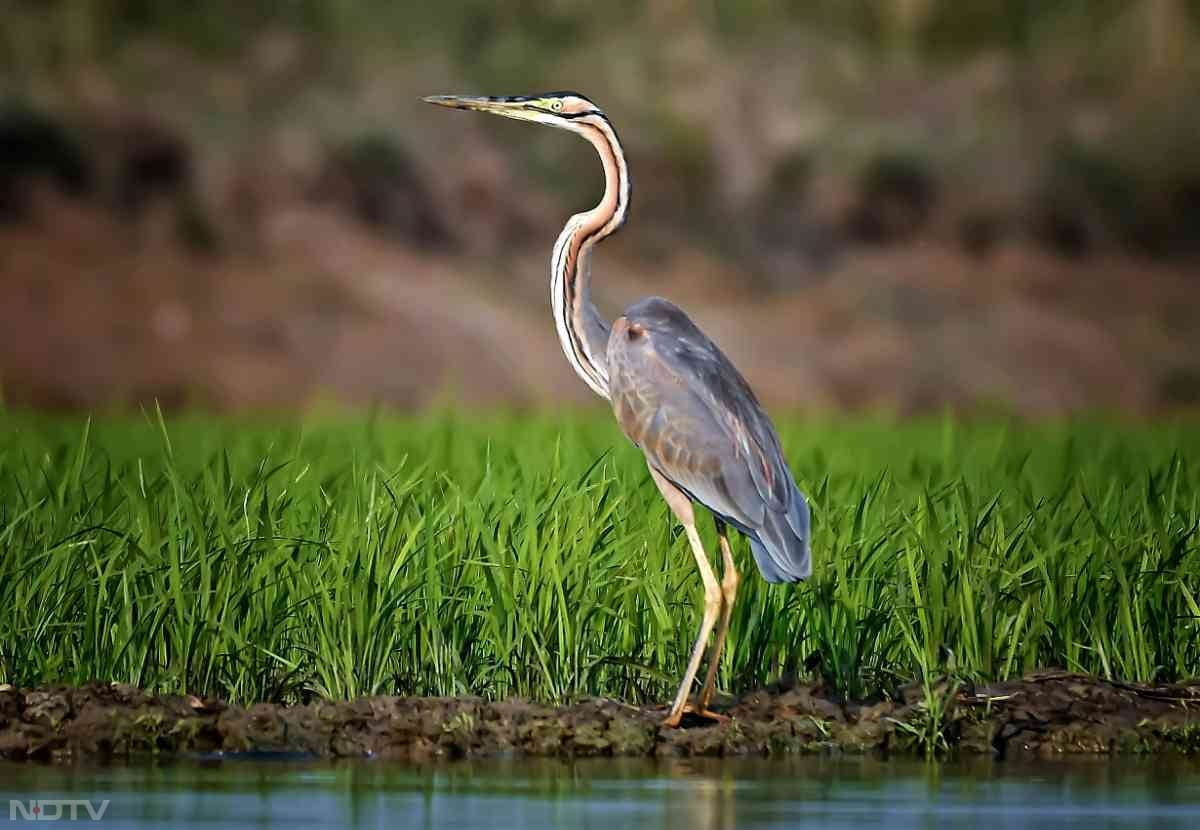 पर्पल हेरॉन लंबे गर्दन वाला शिकारी पक्षी है जो झील के किनारे दिखता है.