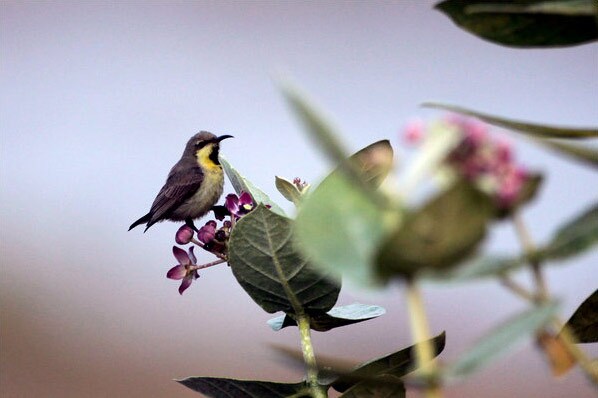 A purple sunbird is among the species in the vicinity of Chhatra Sagar. (Courtesy: NYT)