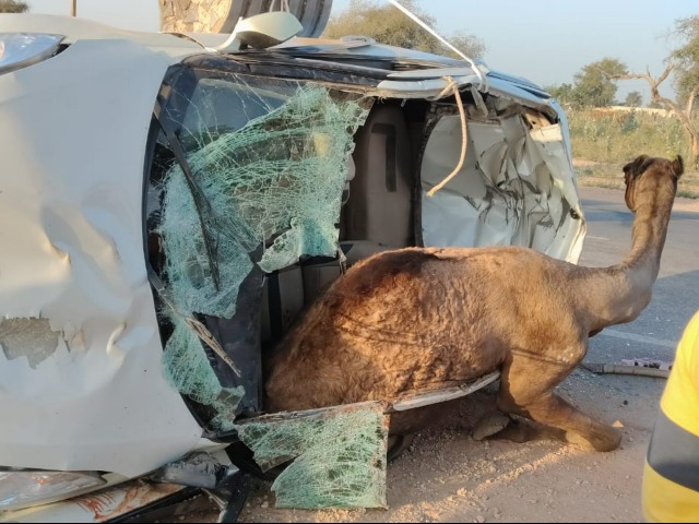 जब छोटी सी कार में फंस गया बड़ा ऊंट, राजस्थान में हुआ अजब-गजब हादसा, देखें तस्वीरें